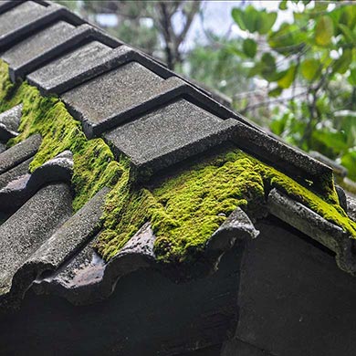 Roof tiles covered in moss.